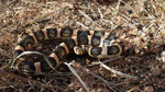 photo thumbnail #3