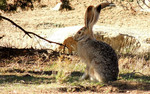 photo thumbnail #10