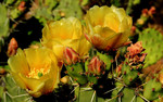 photo thumbnail #5