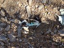 photo thumbnail #2