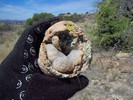 photo thumbnail #15