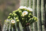 photo thumbnail #13