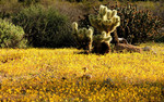 photo thumbnail #5