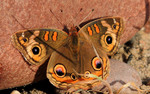 photo thumbnail #10