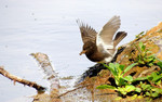 photo thumbnail #12