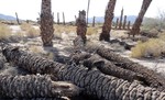 photo thumbnail #4
