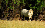 photo thumbnail #12
