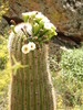 photo thumbnail #8