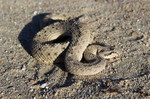 photo thumbnail #1