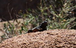 photo thumbnail #8