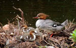 photo thumbnail #9