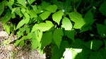 photo thumbnail #11