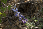 photo thumbnail #13