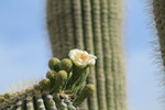 photo thumbnail #4