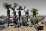 photo thumbnail #11