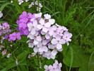 photo thumbnail #3