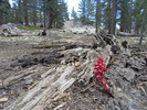 photo thumbnail #3