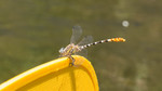 photo thumbnail #10