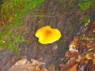 photo thumbnail #13
