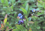 photo thumbnail #1