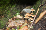 photo thumbnail #5