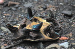 photo thumbnail #9