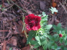 photo thumbnail #7