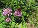 photo thumbnail #11