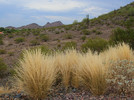 photo thumbnail #4