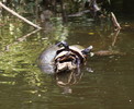photo thumbnail #7