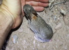 photo thumbnail #3