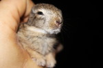 photo thumbnail #4