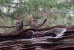 photo thumbnail #4
