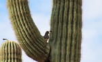 photo thumbnail #4