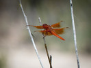 photo thumbnail #7