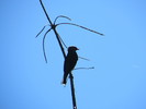 photo thumbnail #8
