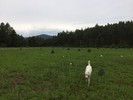 photo thumbnail #14