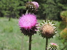 photo thumbnail #8