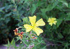 photo thumbnail #1