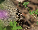photo thumbnail #10