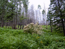 photo thumbnail #8