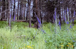 photo thumbnail #11