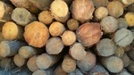 photo thumbnail #11