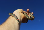 photo thumbnail #2