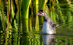 photo thumbnail #6