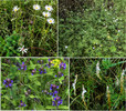 photo thumbnail #14
