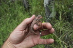 photo thumbnail #9