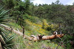 photo thumbnail #7