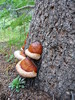 photo thumbnail #8