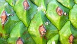 photo thumbnail #8